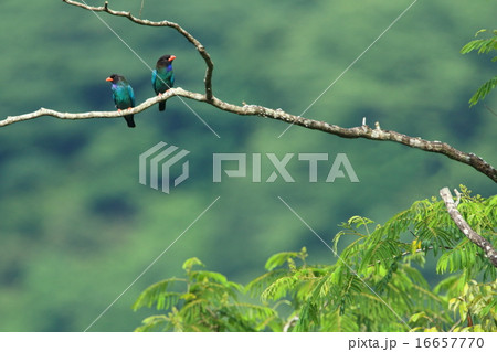 ブッポウソウ 16657770