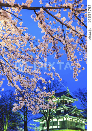 高田城と桜のライトアップ　新潟県上越市 16657792