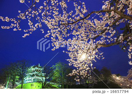 高田城と桜のライトアップ　新潟県上越市 16657794
