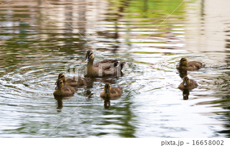 カルガモの親子 16658002