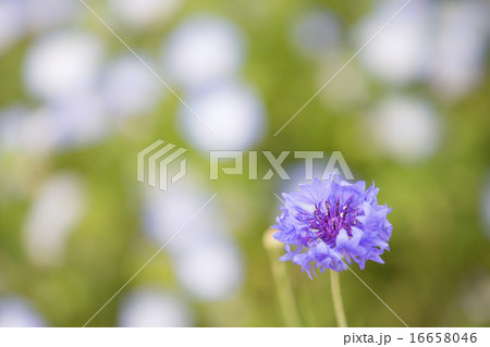 矢車菊と雪のような玉ボケ 16658046