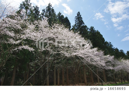 寺尾ヶ原千本桜 関市 寺尾ヶ原千本桜 関市 16658693