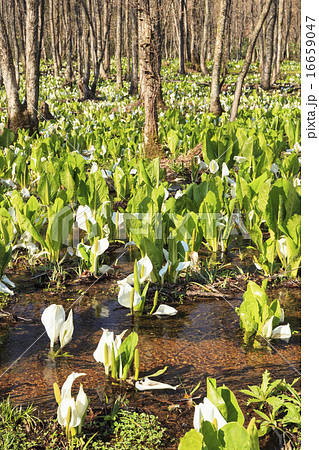 刺巻湿原のミズバショウ群生地　秋田県仙北市田沢湖 16659047