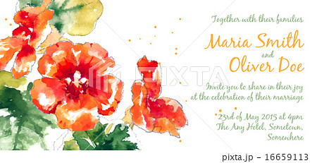 Vector background with watercolor nasturtium 16659113