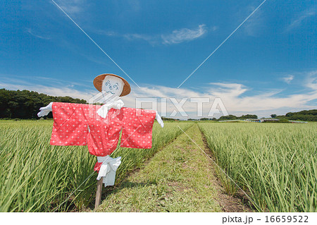 見沼田んぼの案山子 16659522