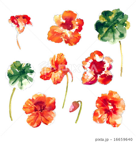 Collection of watercolor nasturtium flowers 16659640