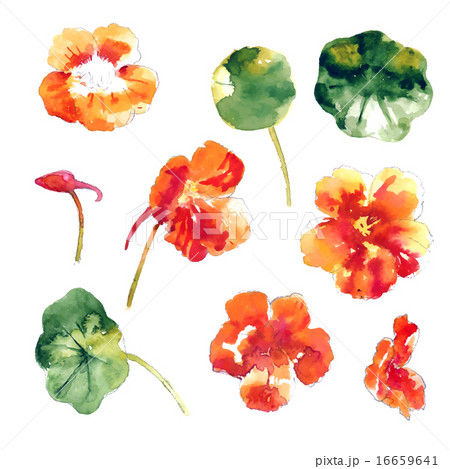 Collection Of Watercolor Nasturtium Flowersのイラスト素材