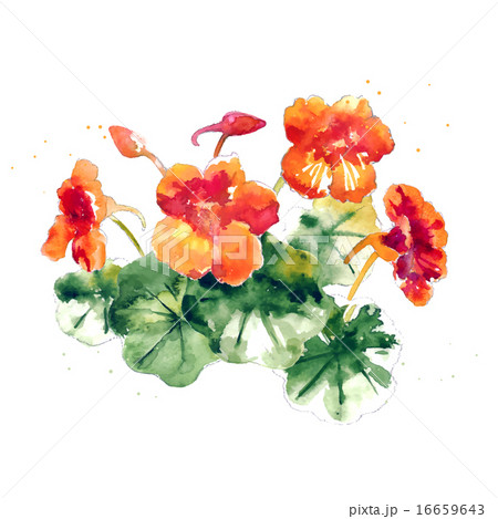 Collection of watercolor nasturtium flowers 16659643