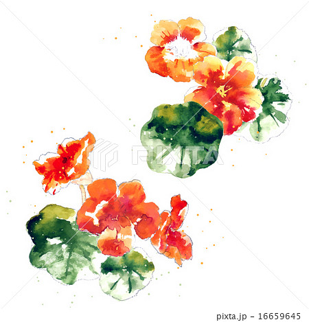 Collection of watercolor nasturtium flowers Collection of watercolor nasturtium flowers 16659645