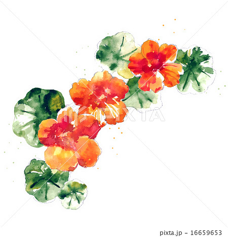 Collection of watercolor nasturtium flowers 16659653