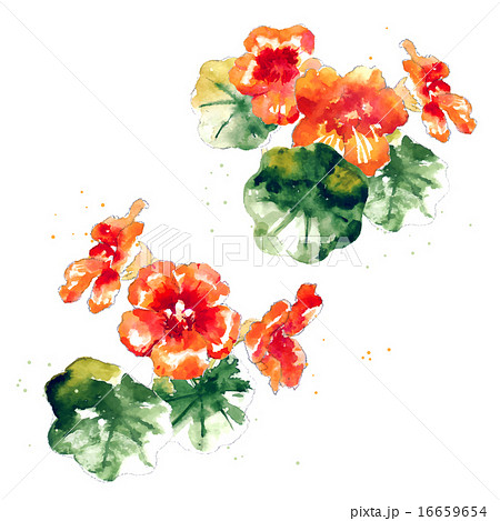 Collection of watercolor nasturtium flowers Collection of watercolor nasturtium flowers 16659654