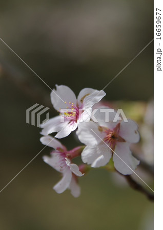 寺尾ヶ原千本桜 関市 寺尾ヶ原千本桜 関市 16659677