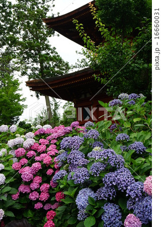 久米寺の紫陽花 16660031