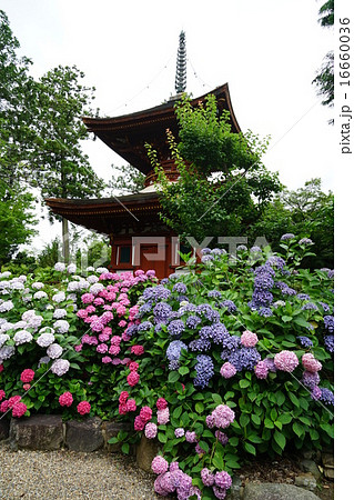 久米寺の紫陽花 久米寺の紫陽花 16660036