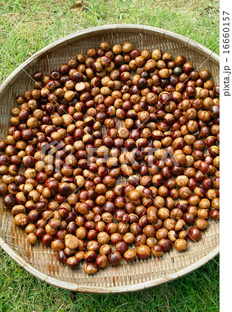 拾ってきた栃の実 16660157