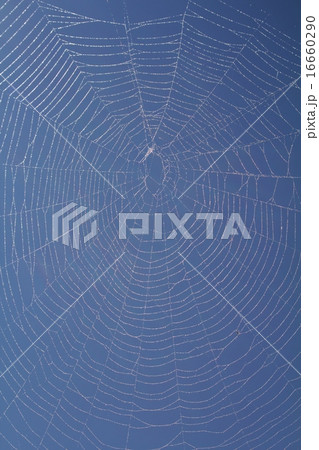 蜘蛛の巣 蜘蛛の巣 16660290
