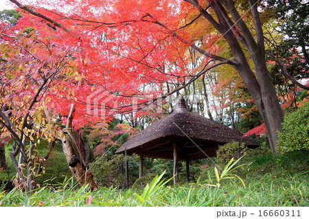 小石川後楽園の紅葉（11月）東京都文京区 16660311