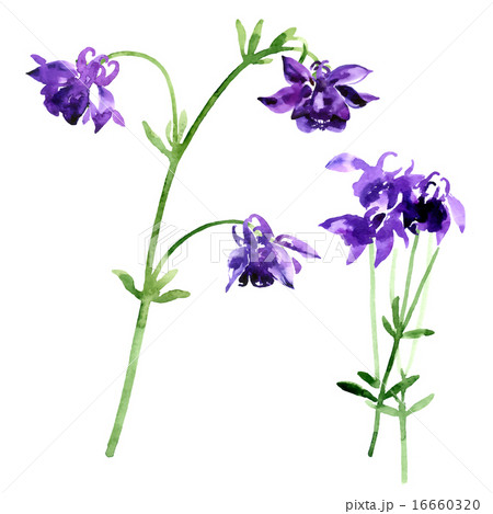 Collection of watercolor aquilegia flowers 16660320