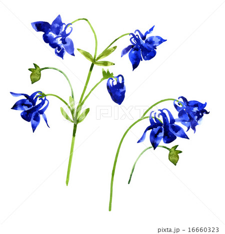 Collection of watercolor aquilegia flowers Collection of watercolor aquilegia flowers 16660323