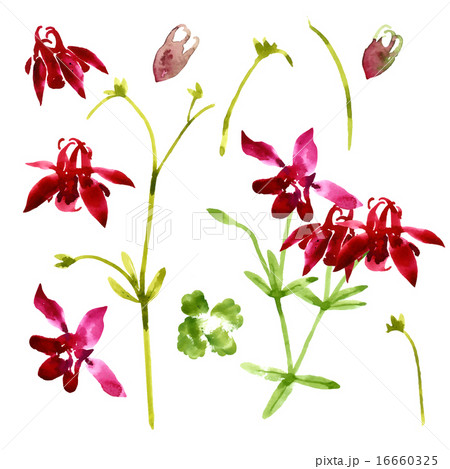 Collection of watercolor aquilegia flowers Collection of watercolor aquilegia flowers 16660325