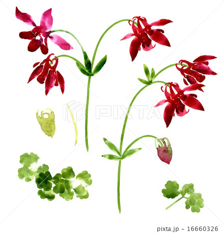 Collection of watercolor aquilegia flowers 16660326