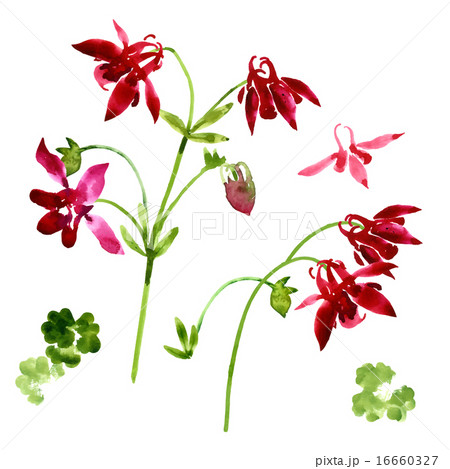 Collection of watercolor aquilegia flowers 16660327