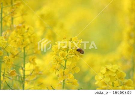 菜の花 16660339