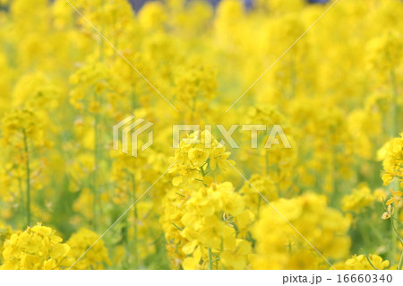 菜の花 16660340