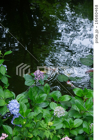 久米寺の紫陽花 16660468