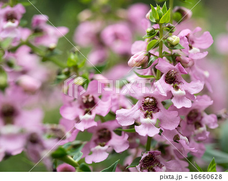 夏の花壇のアンゲロニアの写真素材