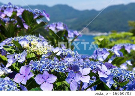 釜石湾とアジサイ 釜石湾とアジサイ 16660702