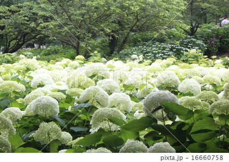 アジサイ アナベル アジサイ アナベル 16660758