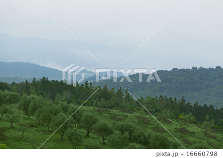 Early morning over an olive grove 16660798