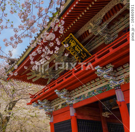 雨引観音・仁王門と桜 (茨城県・桜川市) 雨引観音・仁王門と桜 (茨城県・桜川市) 16660931