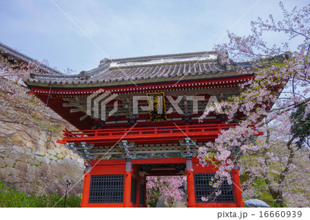 雨引観音・仁王門と桜　（茨城県・桜川市） 16660939