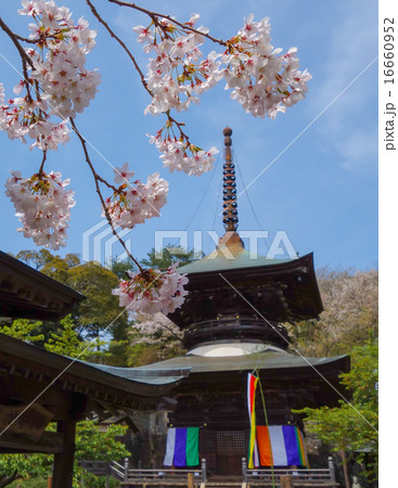 雨引観音・多宝塔と桜 (茨城県・桜川市) 雨引観音・多宝塔と桜 (茨城県・桜川市) 16660952