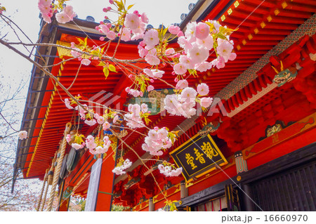 雨引観音・観音堂と桜　（茨城県・桜川市） 16660970