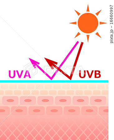 紫外線にさらされる肌断面 16660997