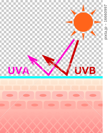 皮膚切片暴露在紫外線下 16660997