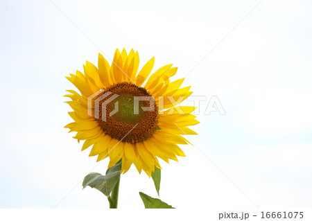 ひまわり ひまわり 16661075