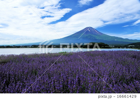 富士山とラベンダー 富士山とラベンダー 16661429