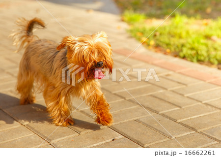 vector cute pedigreed dog Yorkshire terrier vector cute pedigreed dog Yorkshire terrier 16662261