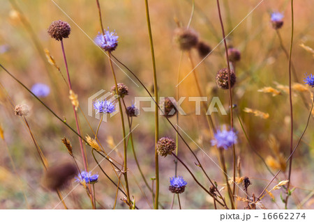 Blue wildflowers in the dry meadow 16662274