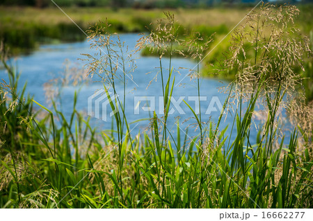 Wild grass meadow and river on background 16662277