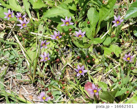 ニワゼキショウ（花と実）／浅川 16662501