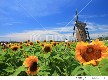 佐倉ふるさと公園　ひまわり 16662904