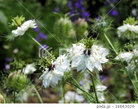 ニゲラ／昭和記念公園 16663020