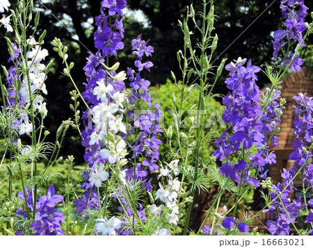 デルフィニウム／昭和記念公園 16663021