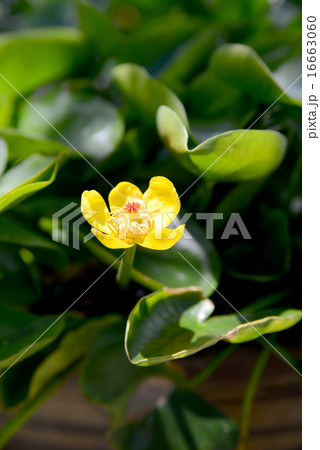 コウホネ コウホネ 16663060