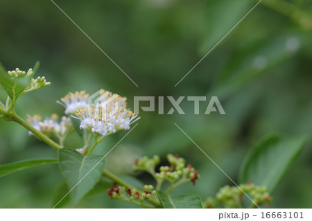 シラタマコシキブの花 シラタマコシキブの花 16663101